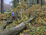 Hout